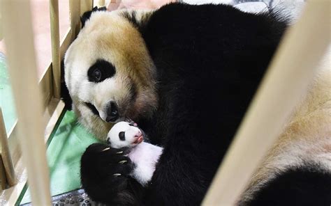 See The Adorable Twin Baby Pandas Just Born In A French Zoo Baby