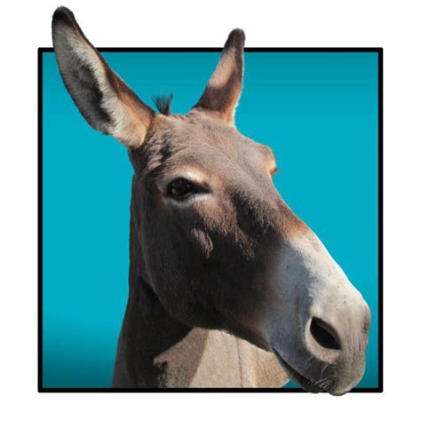 Best Donkey Head Stock Photos Pictures And Royalty Free Images Istock