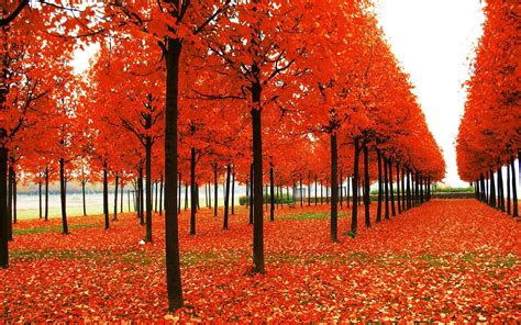 Fall Foliage Desktop Wallpaper ·① Wallpapertag