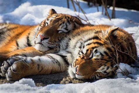 Wallpaper Tiger Sleeping Relaxing Animals Snow Big Cats