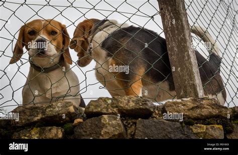Dog Behind Fence In French Town Stock Photo Alamy