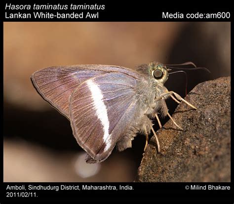 Hasora Taminatus Hübner 1818 White Banded Awl Butterfly