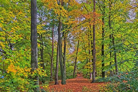 Autumn Forest Path High Free Photo On Pixabay Pixabay