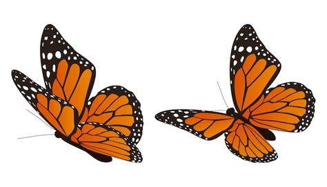 La Ilustración De Vector De Mariposa Monarca Vector Premium