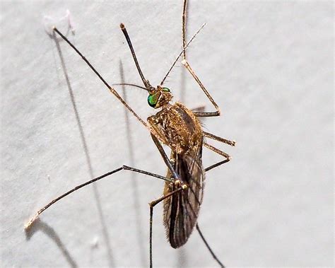 Mosquitoes Species In Uk Peepsburghcom
