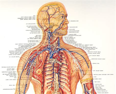 Human anatomy drawing drawing theory. Descubierta una conexión entre el cerebro y el sistema inmunológico - Gaia Ciencia