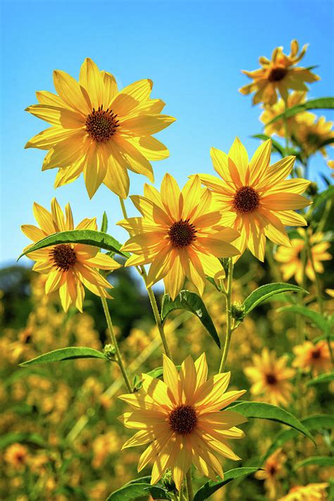 Fall Sunflowers Photograph By Lynn Bauer