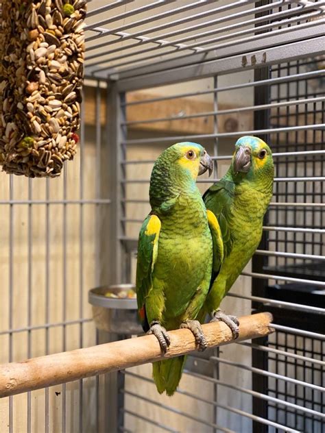 Beautiful Baby Amazon Talking Parrots For Sale Pets
