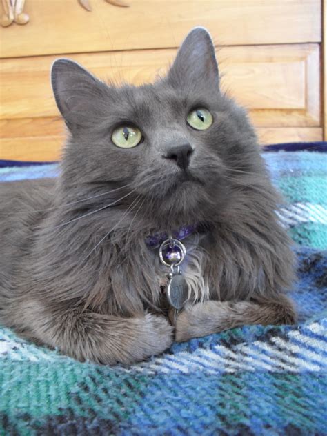 This cat is listed as a russian blue/domestic long hair mix.chances she actually is? Russian Blue Cats Long Hair Isabeau, the Nebelung cat ...