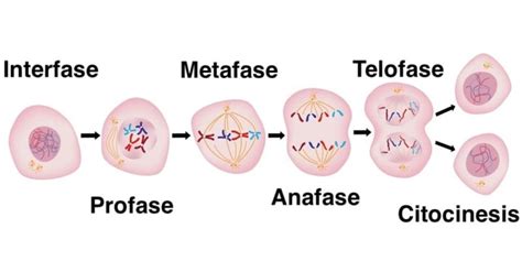Reproducción Celular Concepto Fases Meiosis Y Mitosis