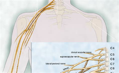 Anatomy Of The Brachial Plexus The Innervation Of The Upper Limb