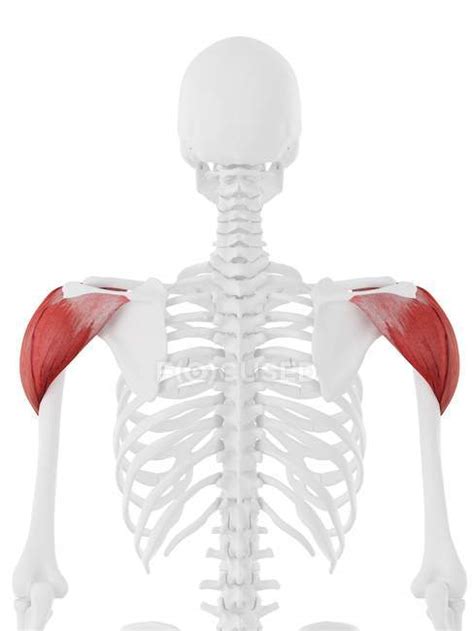 Human Skeleton With Detailed Red Deltoid Muscle Digital Illustration