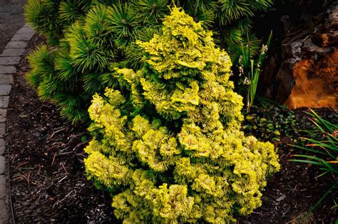 Nana Lutea Hinoki Cypress For Sale Online The Tree Center Fast Growing Evergreens Fast