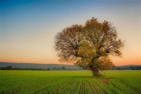 Why 1 Lone Tree In The Field Yard To Home