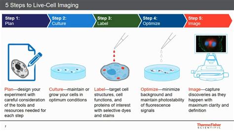Best Practices 5 Steps To Live Cell Imaging Youtube