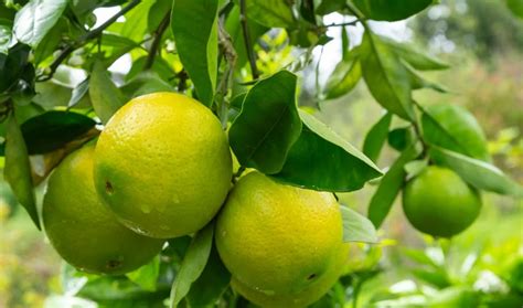 This Is The Fruit Ripening Process