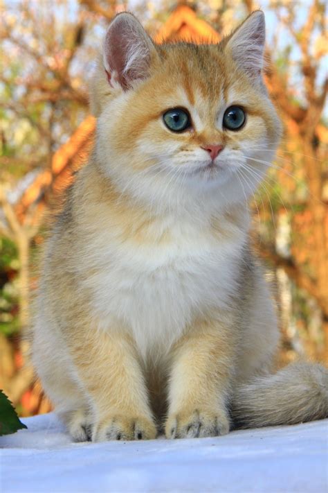 Kitty Kittens British Shorthair Ny11 Ny25 Golden Cat Male For