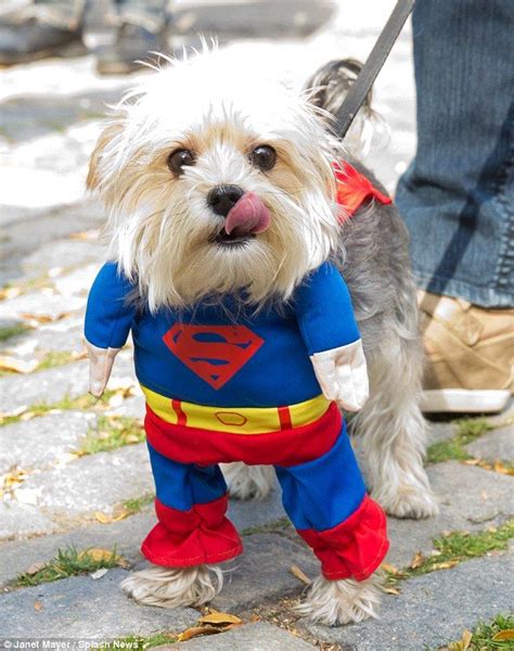 Hundreds Of Pups Dress Up For Americas Biggest Halloween Dog Parade