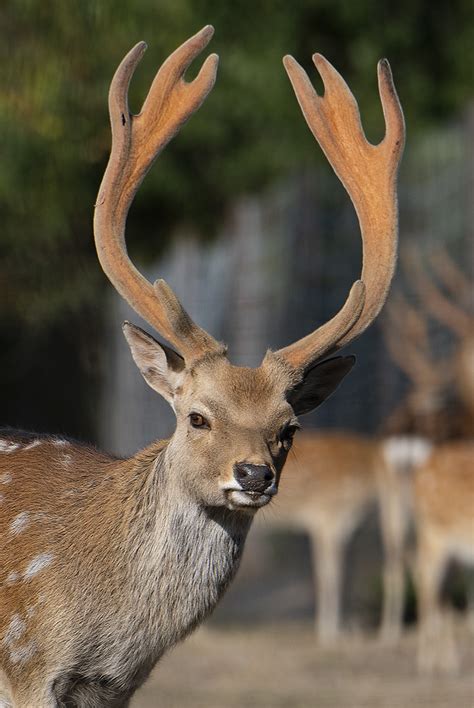 Cervus Nippon Taiouanus Formosan Sika Deer Obterre Fran Jasper