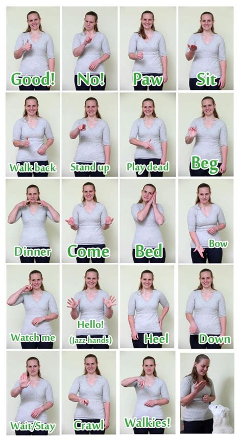 Sign Language For Deaf Dogs Tip Always Teach Hand Signals With Vocal