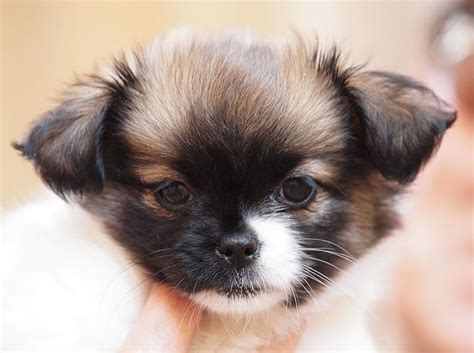 Shih Tzu Chihuahua Cross Puppies Puppies Lover 88