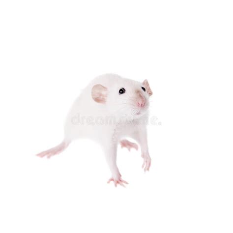 White Laboratory Rat On White White Laboratory Rat Isolated On White