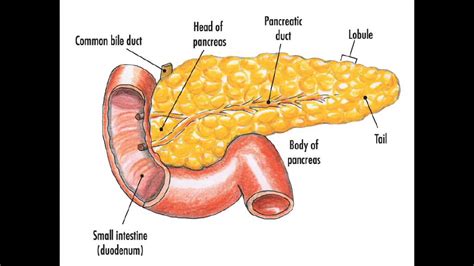 Pancreas Surgical Notes For Gp Youtube