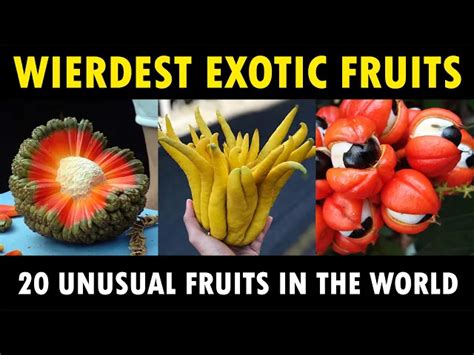 Unusual Exotic Fruits Around The World Weirdest Fruits In The World