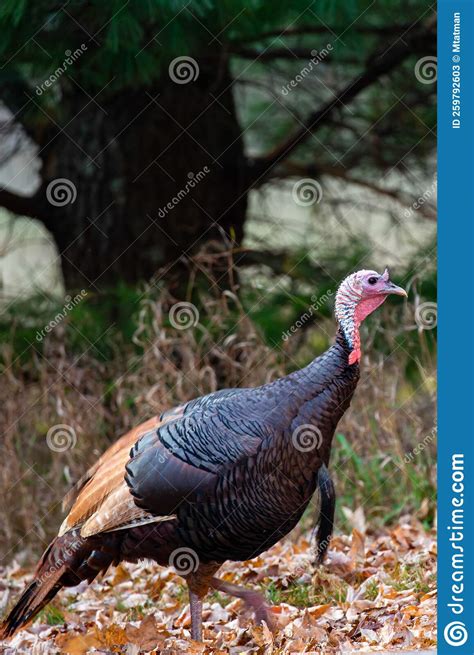 Rare Wild Male Turkey Meleagris Gallopavo Erythritic Color Phase Also