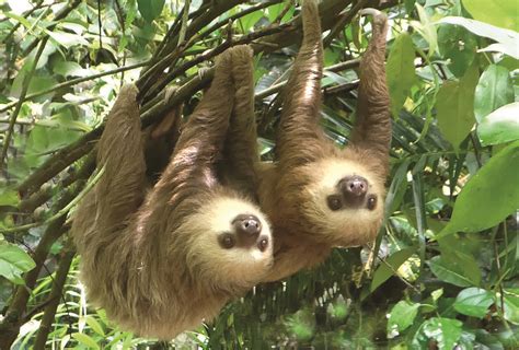 The Wonders Of Sloths Why These Unique Animals Are Born As Twins