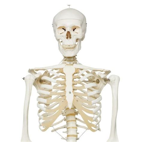 Human Skeleton Model Stan 3b Smart Anatomy 1020171 3b Scientific