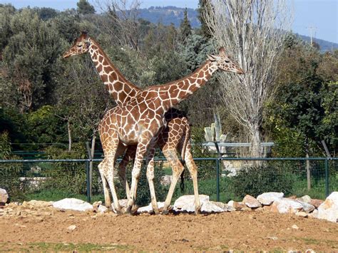 Το αττικό ζωολογικό πάρκο βρίσκεται στα σπάτα, κοντά στο διεθνές αεροδρόμιο αθηνών, ελευθέριος βενιζέλος. ΑΤΤΙΚΟ ΖΩΟΛΟΓΙΚΟ ΠΑΡΚΟ φωτοειδησεογραφία