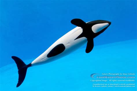 Porpoise Cetacean Marine Mammals Whales Dolphins Creatures