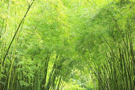 Bamboo Trees Stock Photo Image Of Bright Foliage Outdoor 35199958