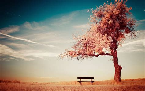 Lonely Tree Wallpapers Top Free Lonely Tree Backgrounds Wallpaperaccess