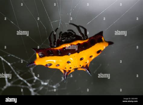 Tropical Spider In Baliem Valley West Papua Indonesia Stock Photo Alamy