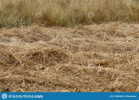 Dry Straw For Livestock Feed Stock Photo Image Of Forest Feed 211605362