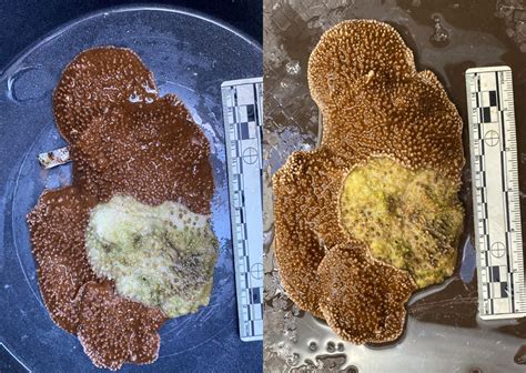 Coral Reefs Quarantine Disease