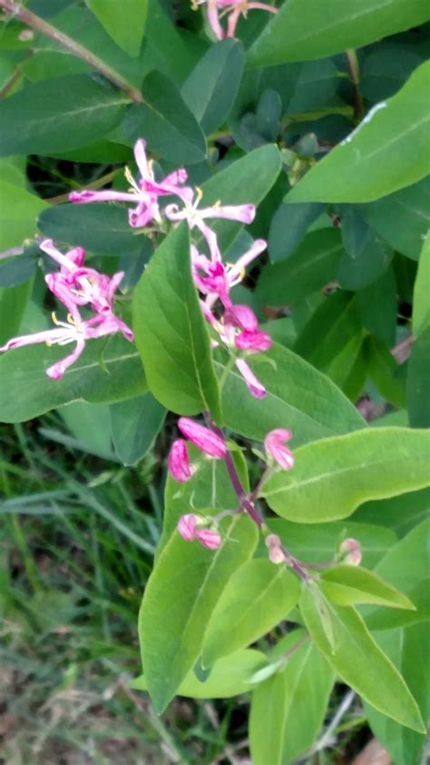Check spelling or type a new query. Is This A Weed?? | Flowers Forums