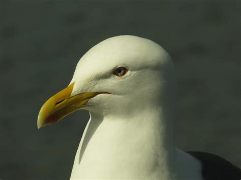 Gorgeous Beauty Seagull Sea Birds Free Image Download