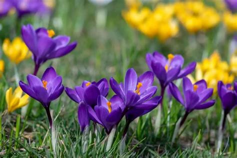 Incredible Crocus Flower Meaning And Symbolism Of Each Color Growingvale