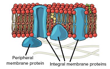 Check spelling or type a new query. What are unique properties of cell membranes? - Quora