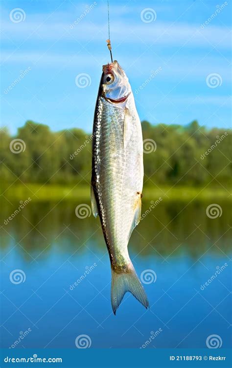 Fish On A Hook Stock Image Image Of Outdoors Metal 21188793