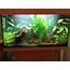 Planted Freshwater Community Tank – Tropical Fish Site