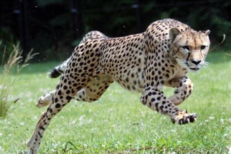 Gepard Sarah Tegi 100 M Jooksus Uue Maailmarekordi