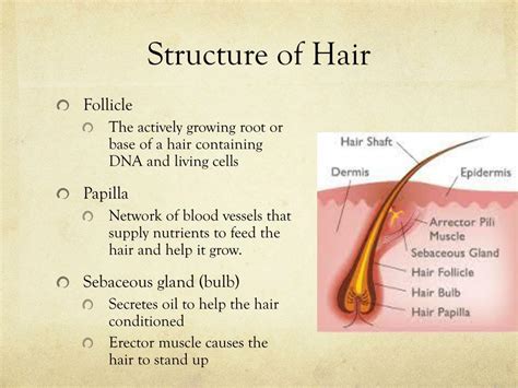 Strand By Strand Hair Treatment A Comprehensive Guide