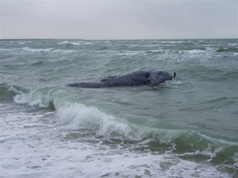 Dead Whale Found Near Marthas Vineyard Barnstable Ma Patch