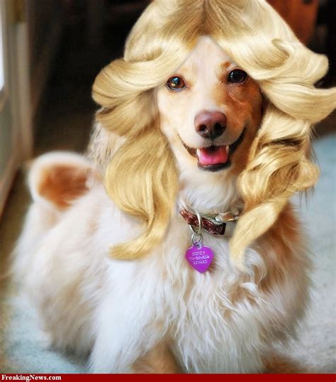 Animal Wigs Pictures Freaking News Funny Dog Pictures