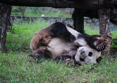 Remembering Pan Panfrom One Of His Adoptive Moms Pandas International