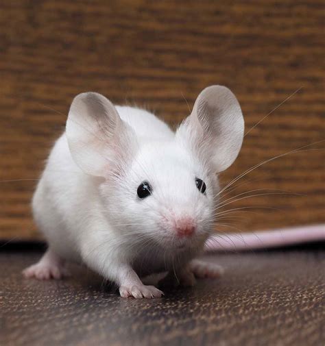 How Long Do Pet Mice Live